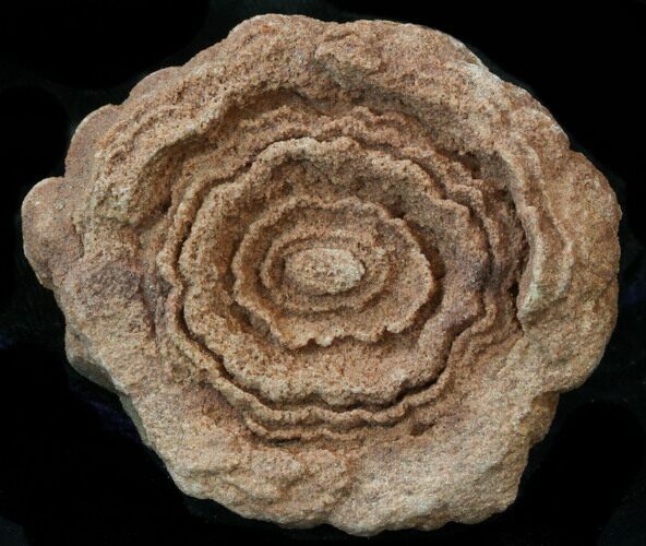 Flower-Like Sandstone Concretion - Pseudo Stromatolite #34205